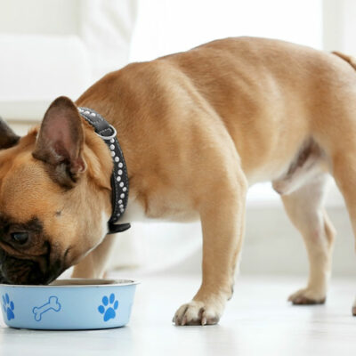 Dog Food Options for Pooches with Allergies