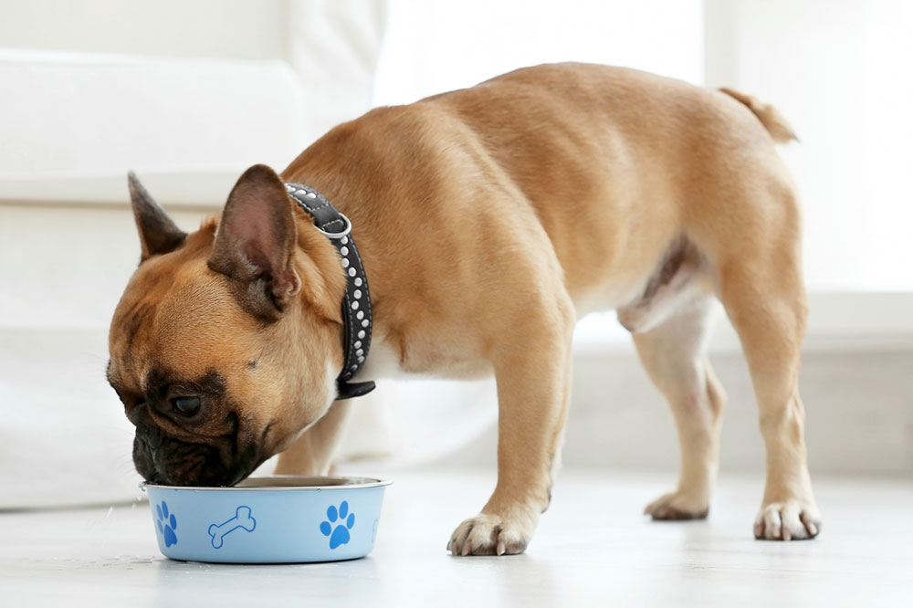 Dog Food Options for Pooches with Allergies