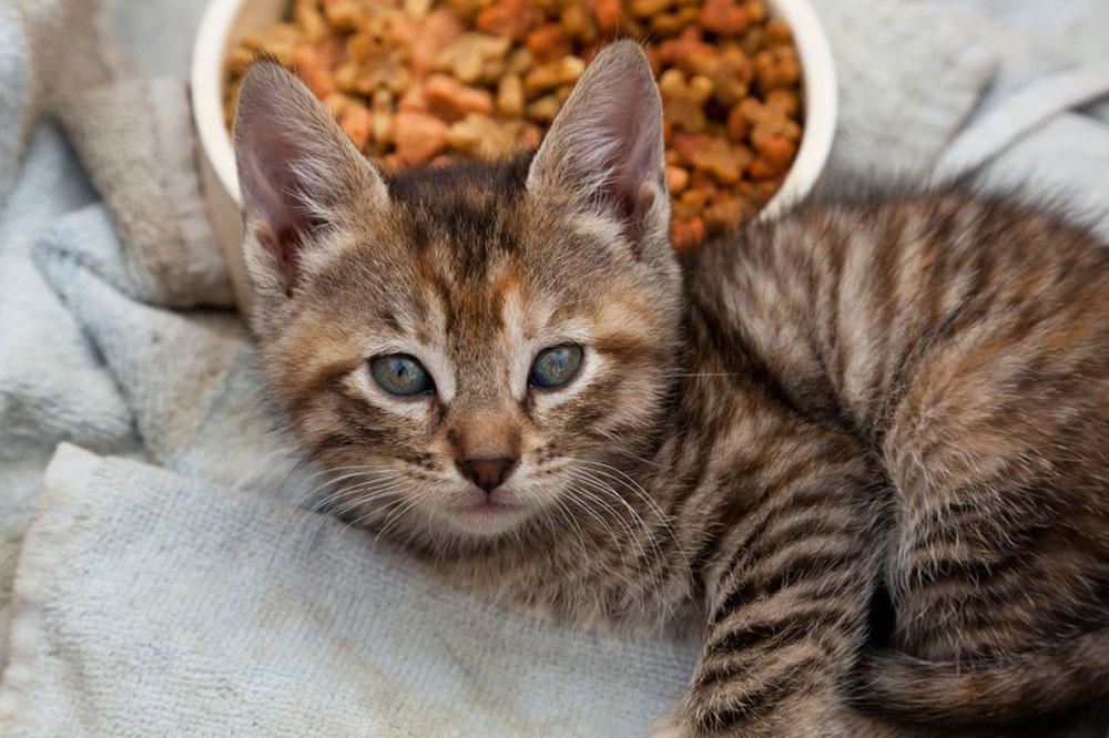 Essential Oils That are Safe for Cats