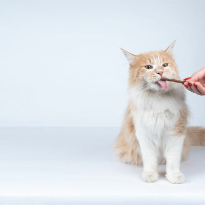 9 Tips for Giving Cats Treats