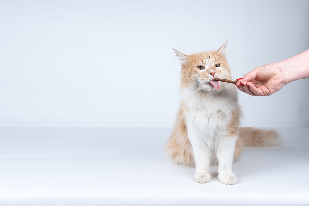 9 Tips for Giving Cats Treats