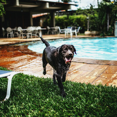 5 Great Getaway Resorts for Pets