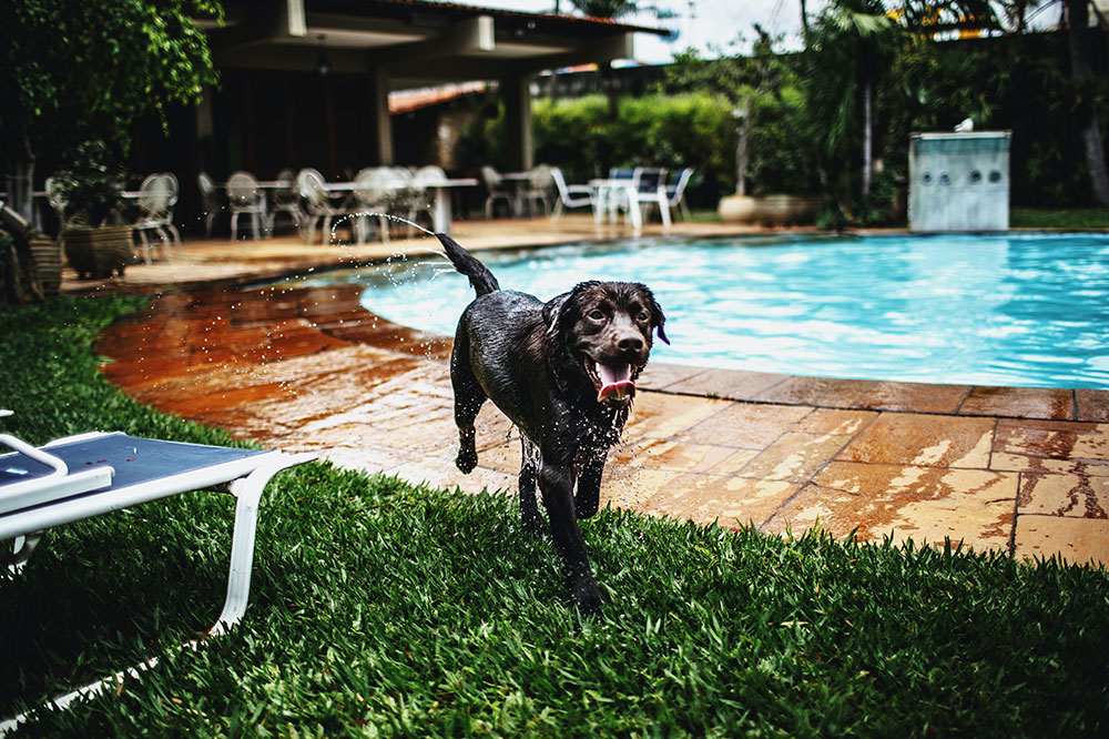 5 Great Getaway Resorts for Pets