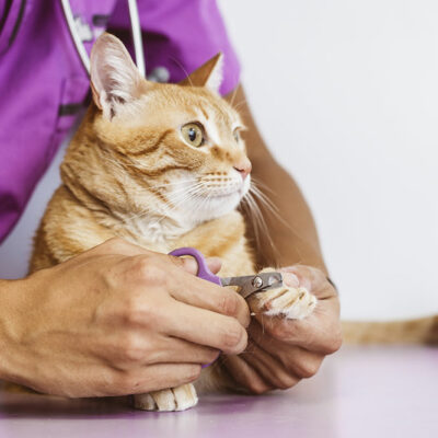 7 Common Causes of Diabetes Mellitus in Cats