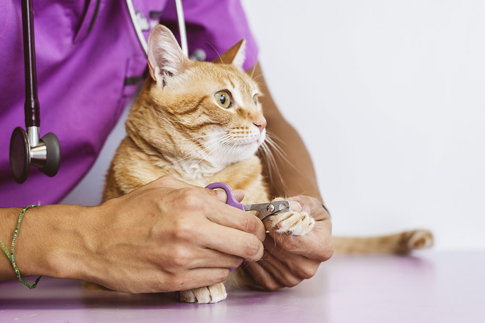 7 Common Causes of Diabetes Mellitus in Cats