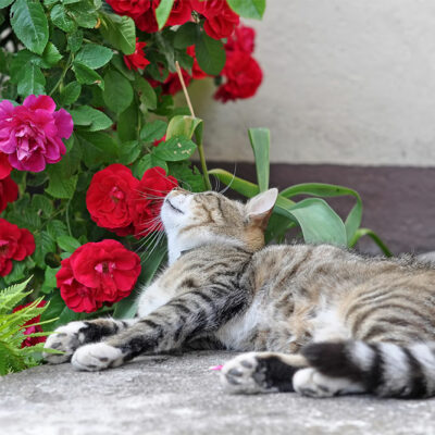 7 Effective Tips to Manage Plant Poisoning in Cats