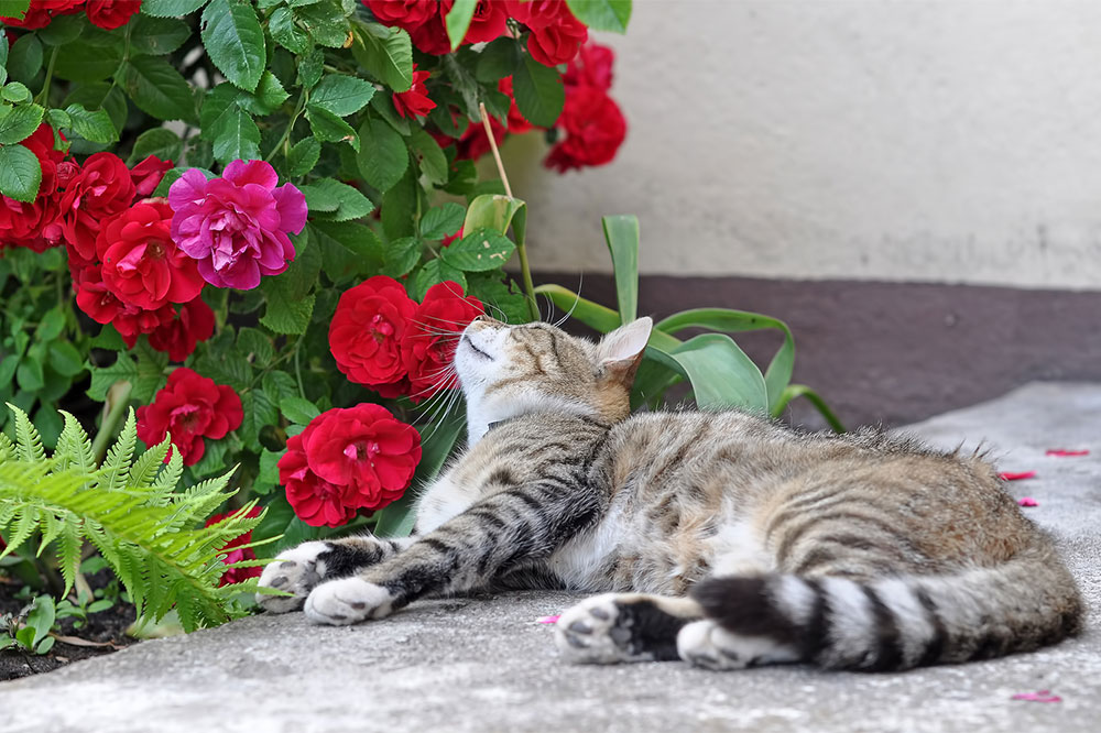 7 Effective Tips to Manage Plant Poisoning in Cats