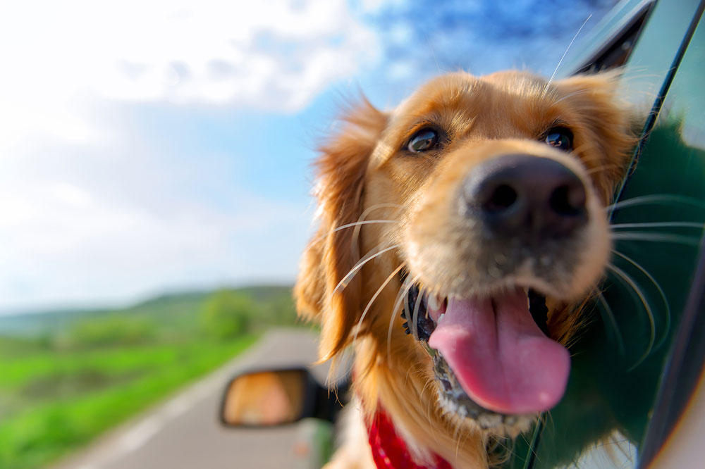 7 Tips for Traveling with a Sick Pet