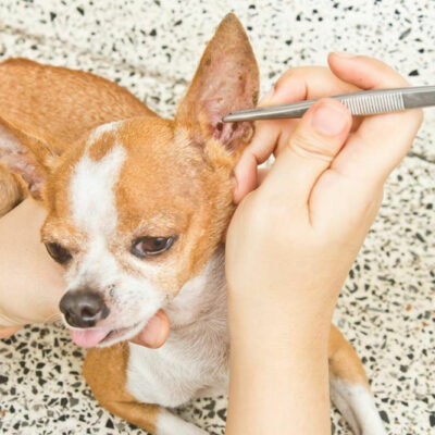 9 Products to Keep Dog Fleas at Bay