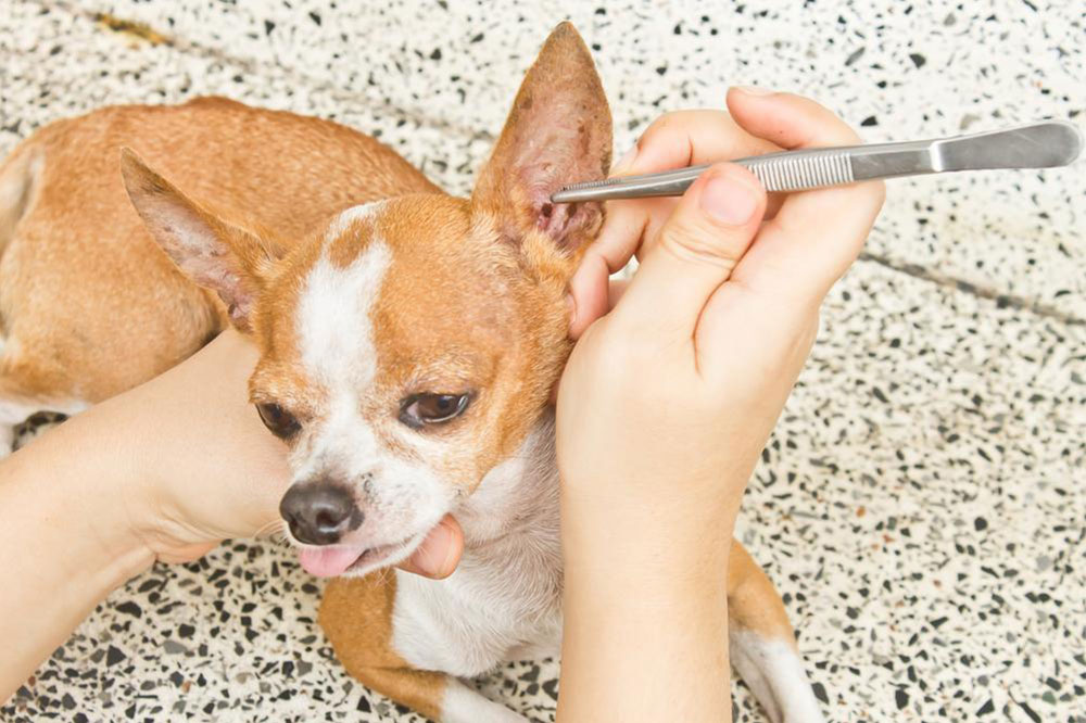9 Products to Keep Dog Fleas at Bay