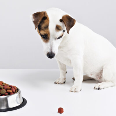 Human Foods That are Dangerous for Dogs
