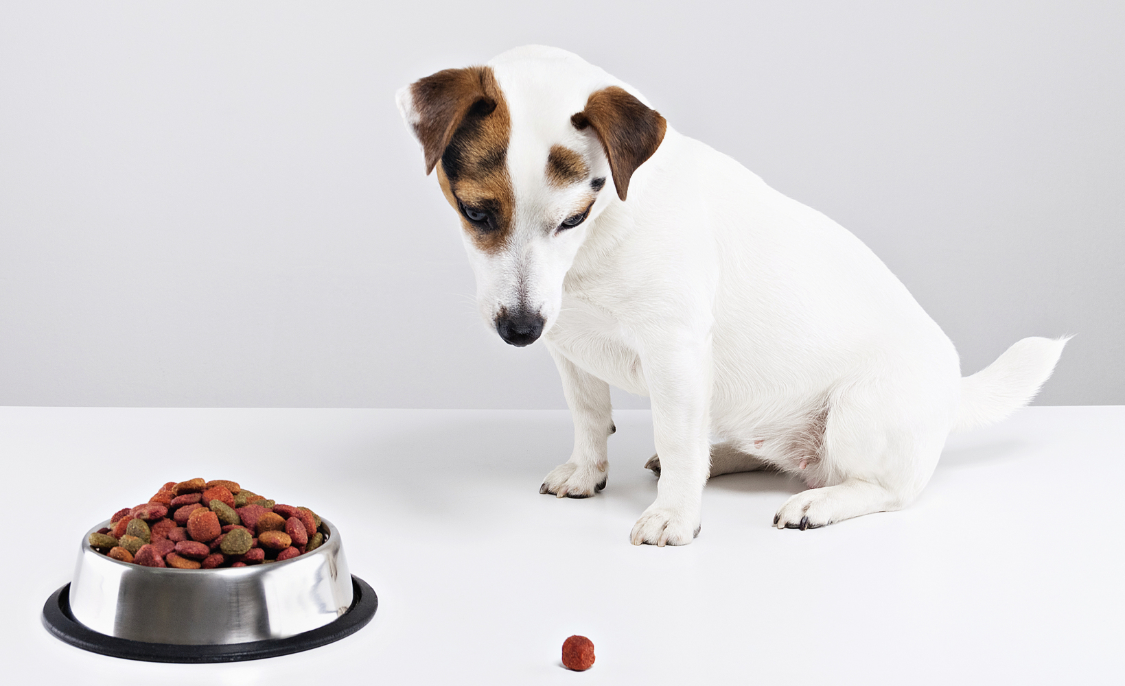 Human Foods That are Dangerous for Dogs